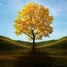 TheGreenLeaf
